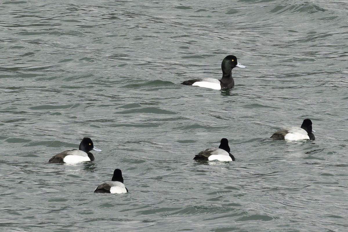 Greater Scaup - ML542296491