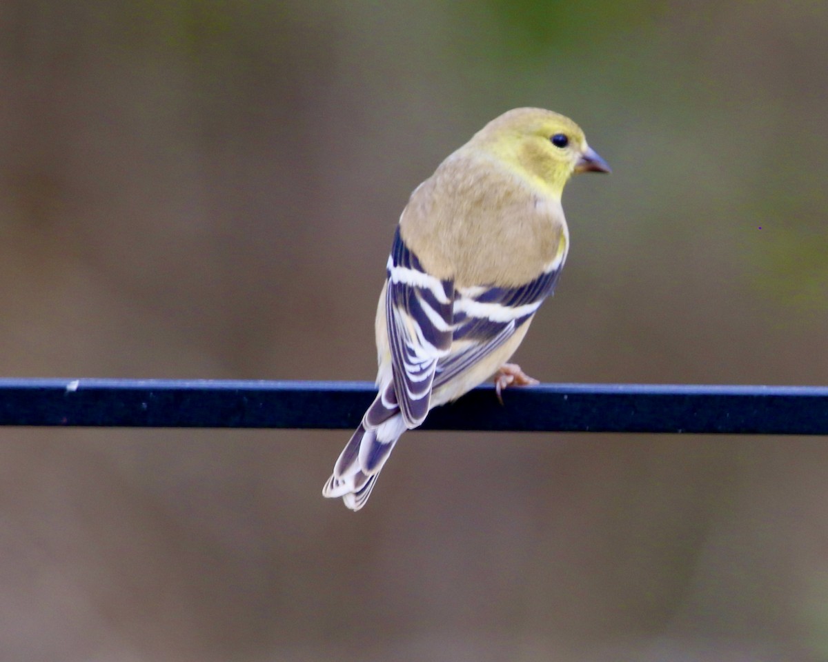 American Goldfinch - olivia graves