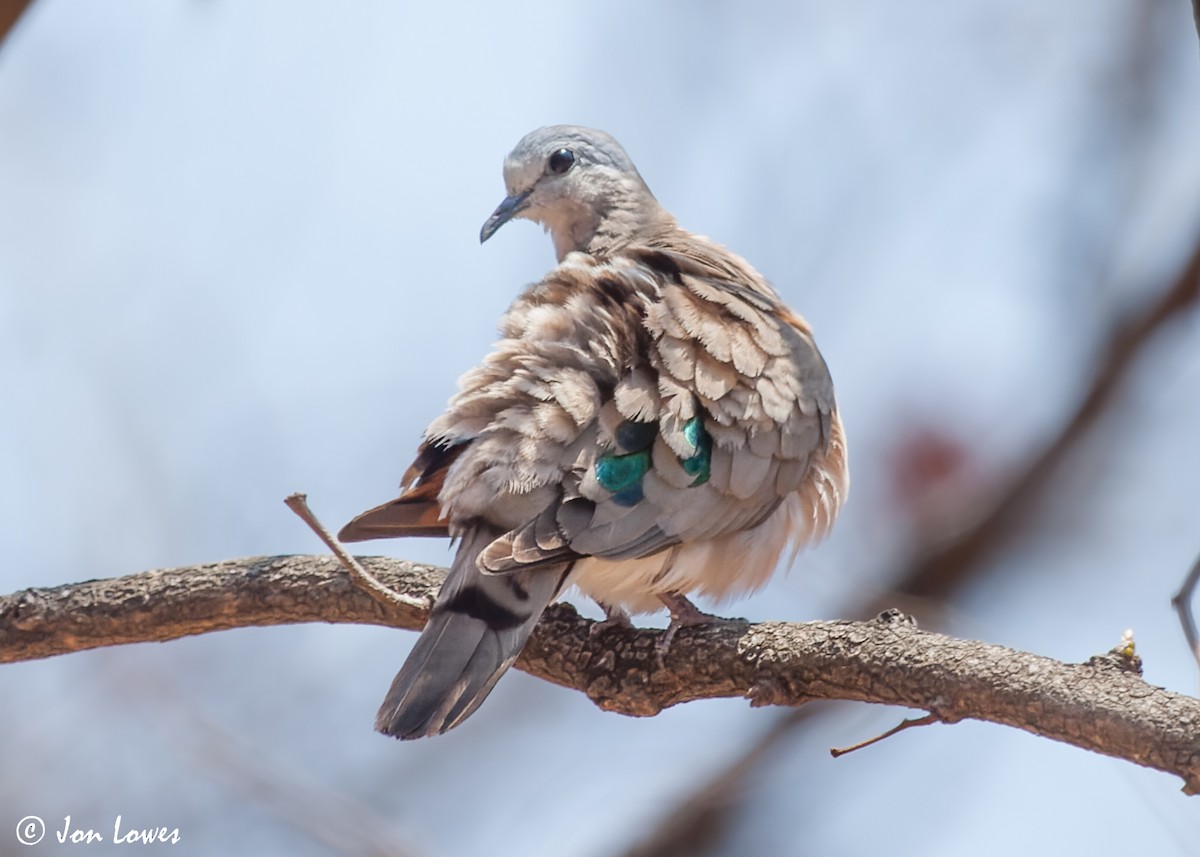 Emerald-spotted Wood-Dove - ML542301981