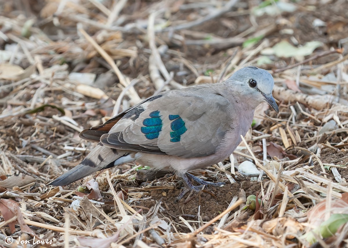 Emerald-spotted Wood-Dove - ML542301991