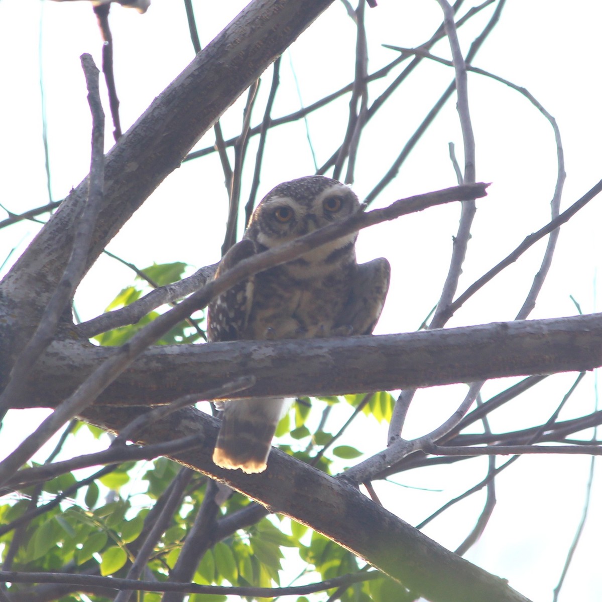 Spotted Owlet - ML54230381