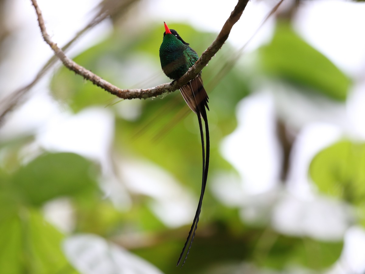 Red-billed Streamertail - Michael Collins
