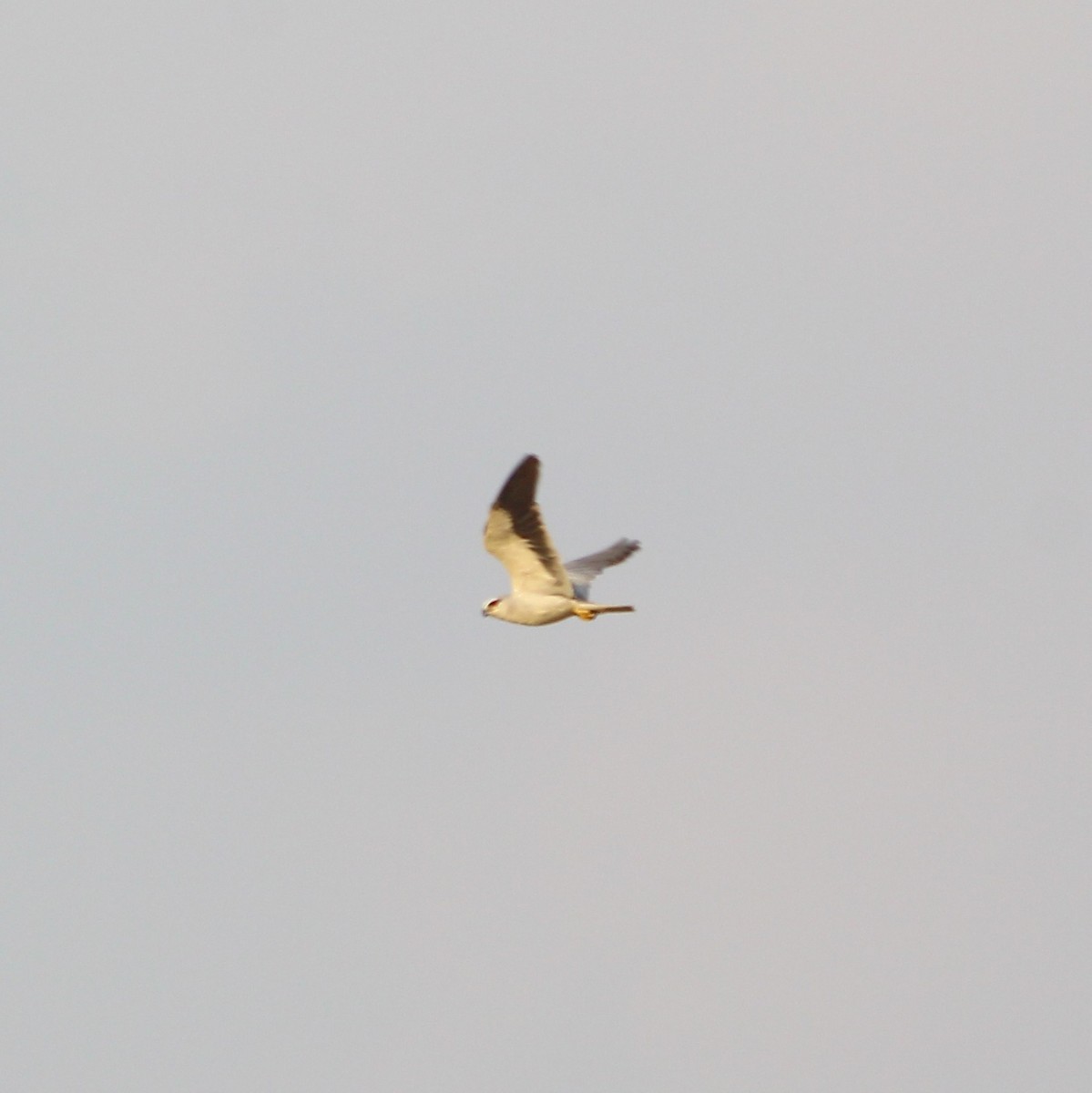 Black-winged Kite - ML54230481