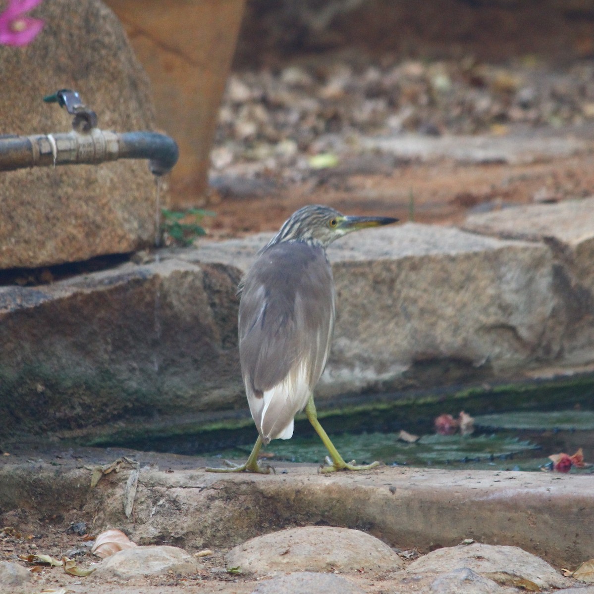 Indian Pond-Heron - Brihadeesh S
