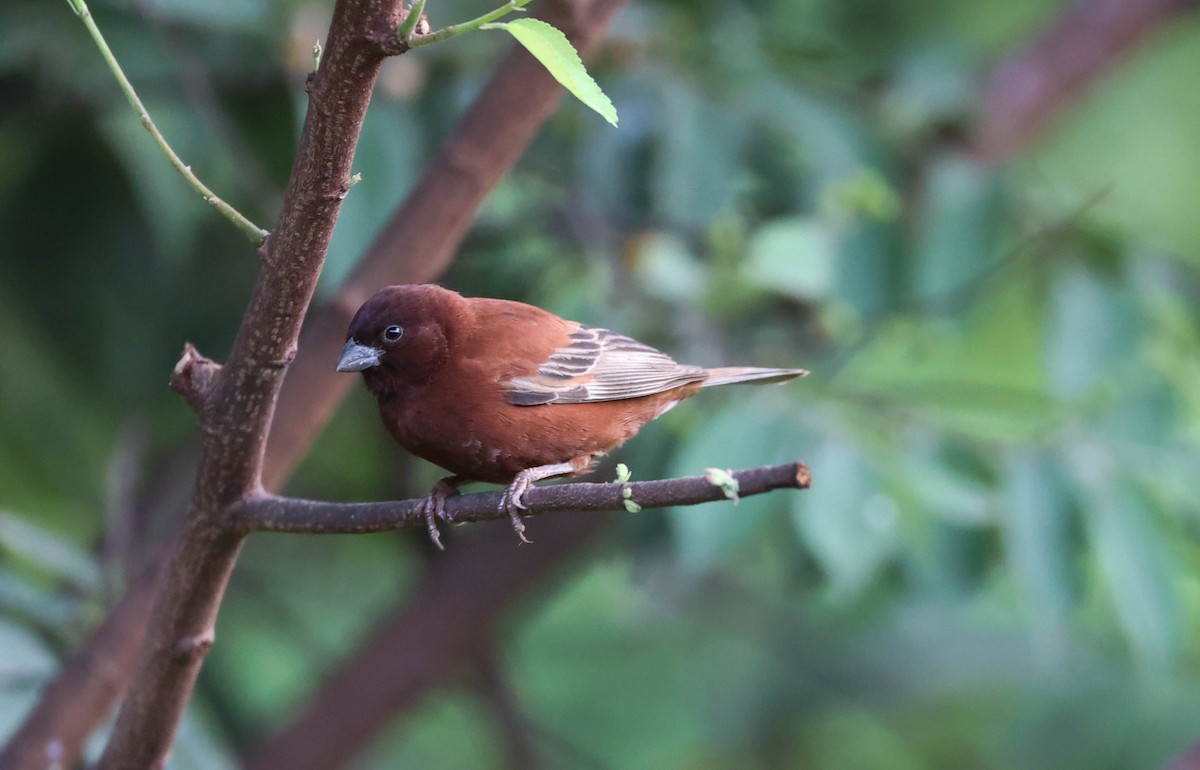 Chestnut Sparrow - ML542310251