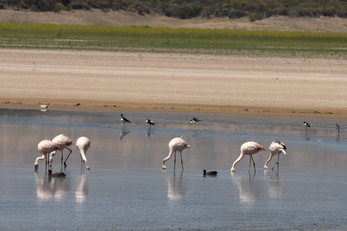 Chilean Flamingo - Silvio Montani