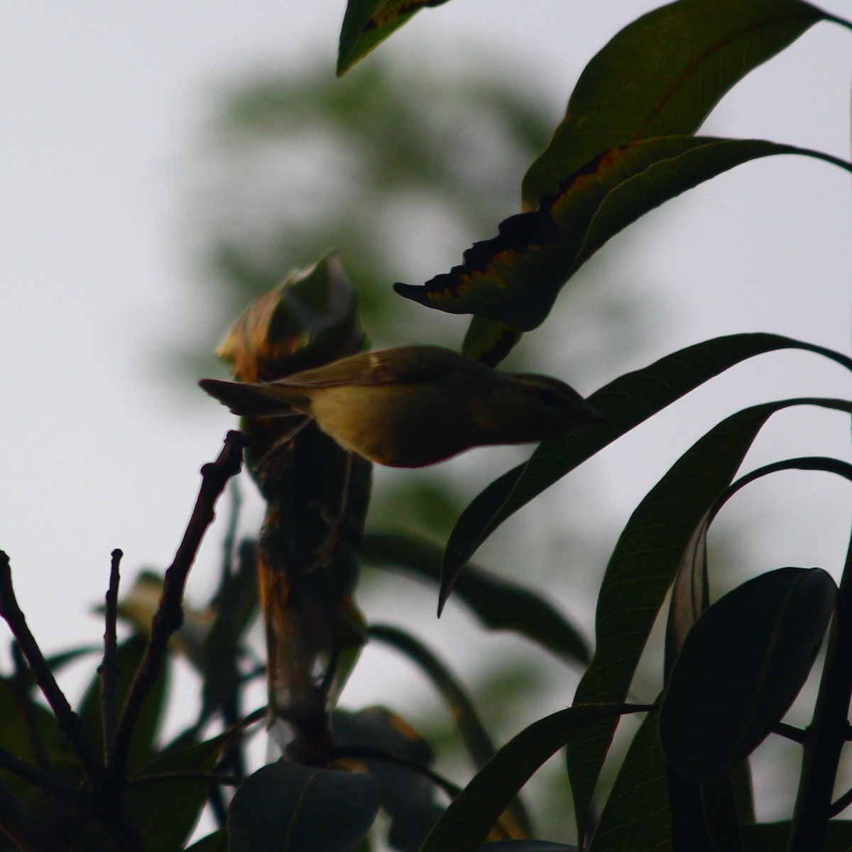 Greenish Warbler - Brihadeesh S