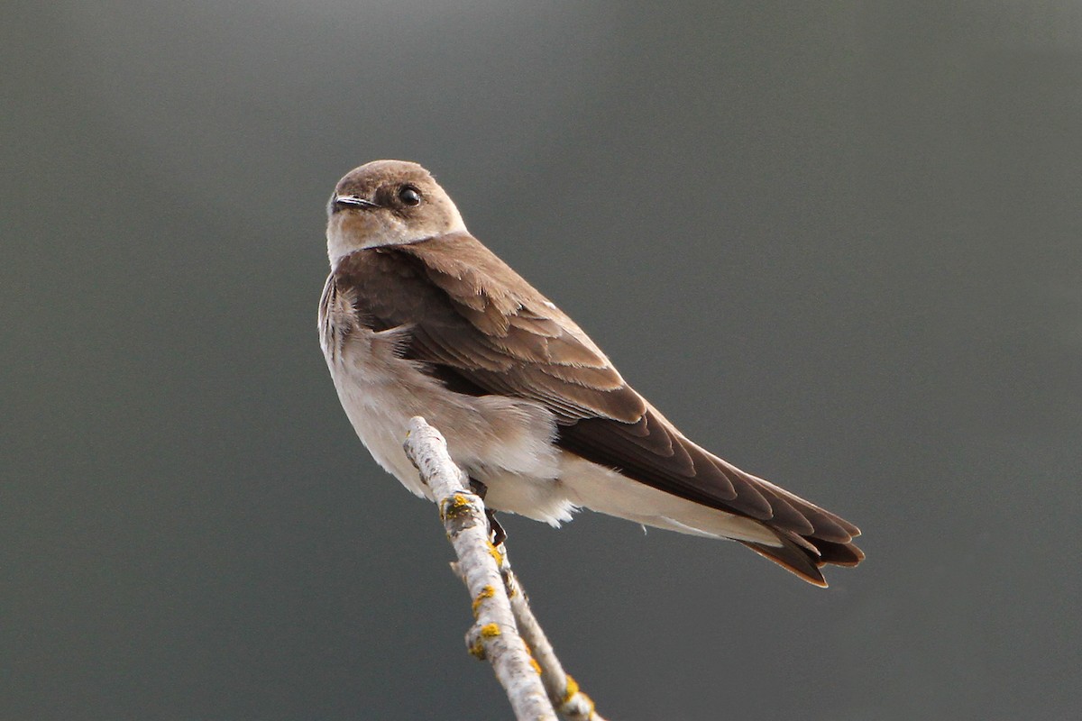 Northern Rough-winged Swallow - ML54231291