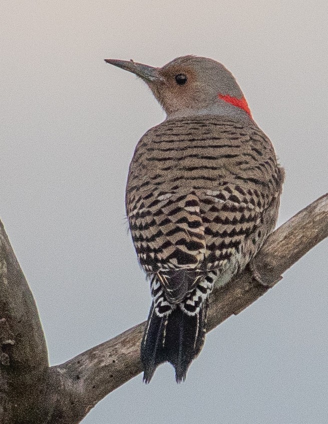 Northern Flicker (Yellow-shafted) - ML542313701
