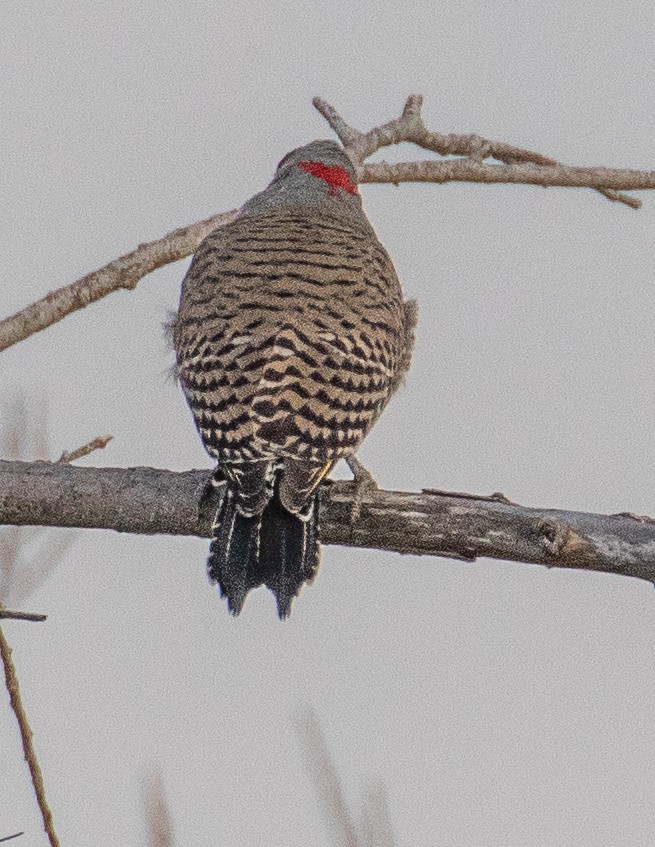 Northern Flicker (Yellow-shafted) - ML542313711