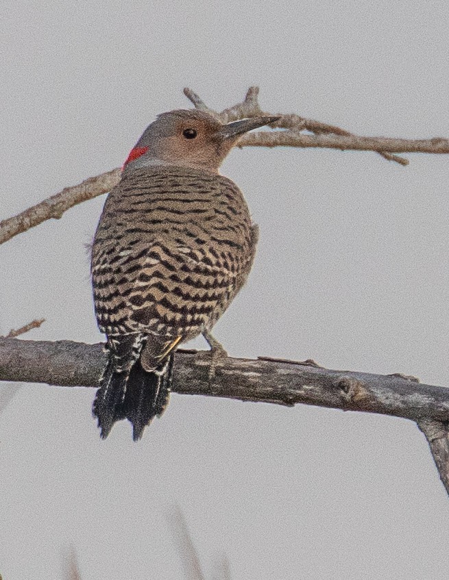 Northern Flicker (Yellow-shafted) - ML542313721