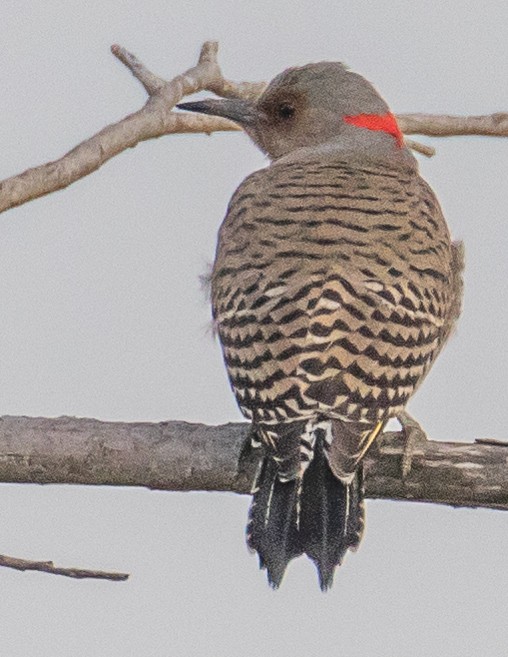 Northern Flicker (Yellow-shafted) - ML542313731