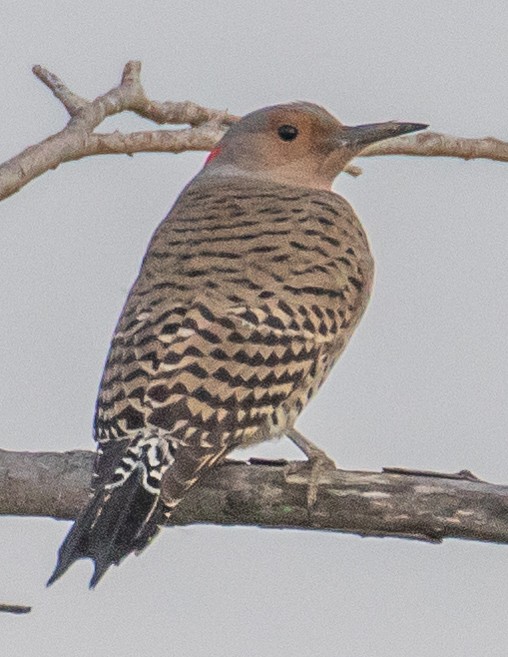 Northern Flicker (Yellow-shafted) - ML542313741