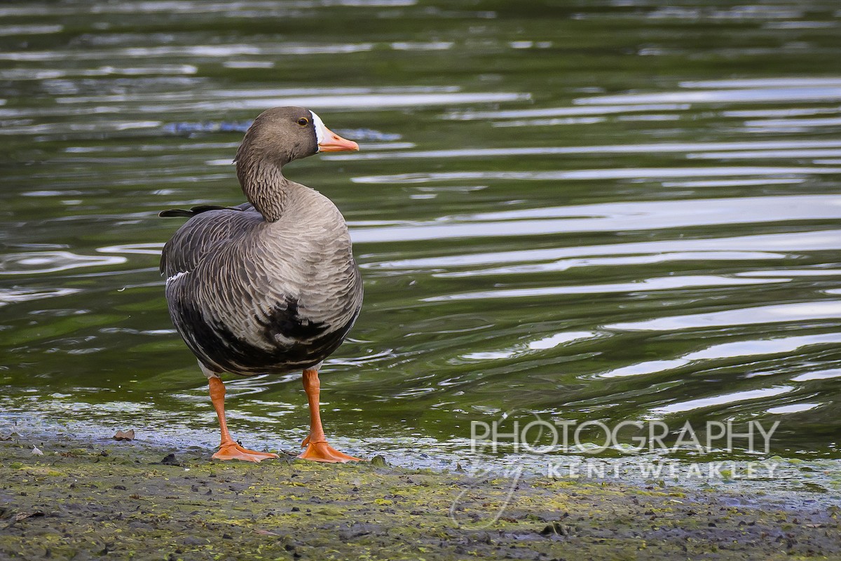 Greater White-fronted Goose - ML542315391
