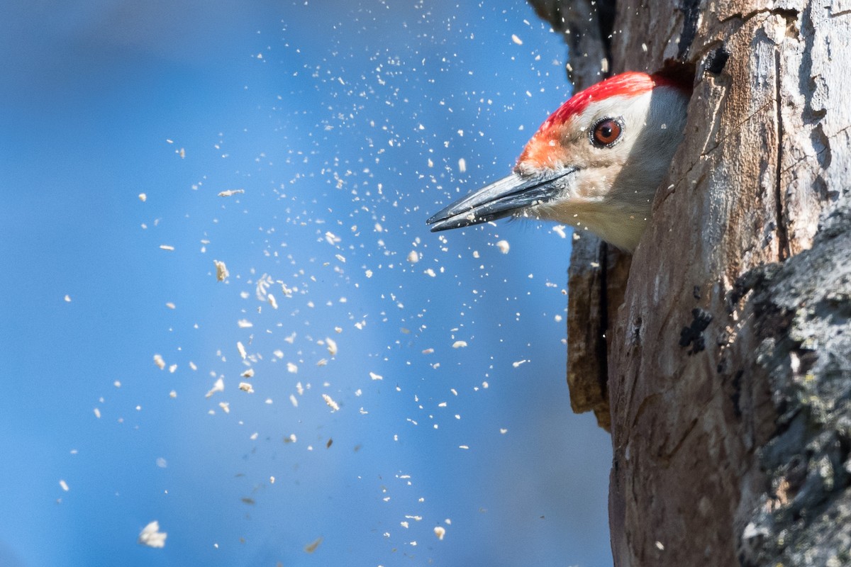 Red-bellied Woodpecker - ML542318641