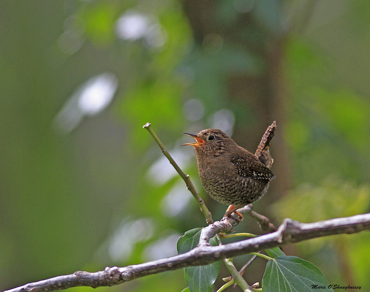 Pacific Wren - Marie O'Shaughnessy