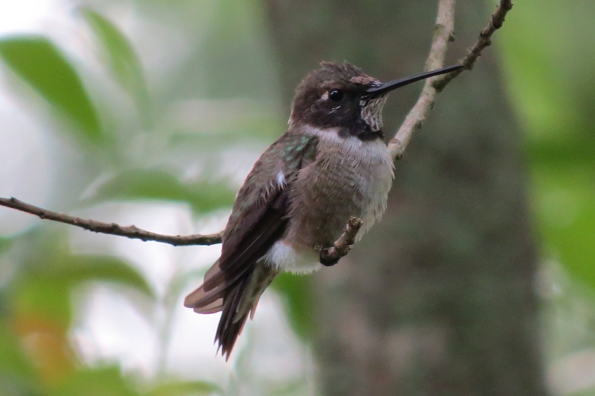 Black-chinned Hummingbird - John  Mariani