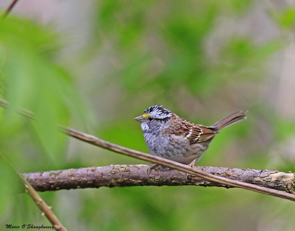 White-throated Sparrow - ML54232111
