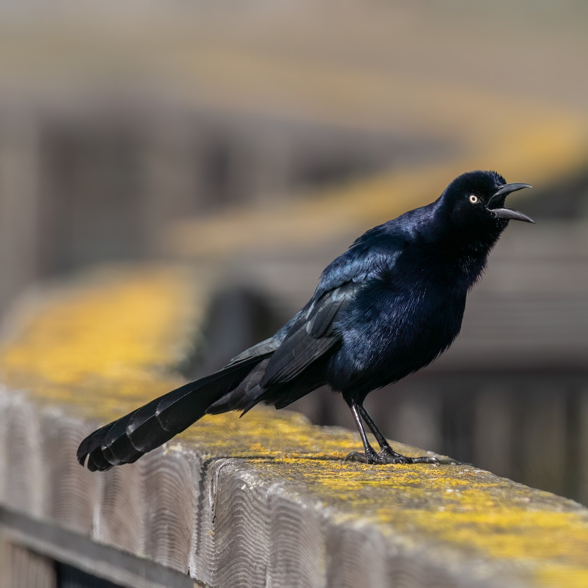Great-tailed Grackle - ML542324811