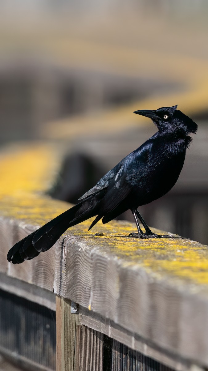 Great-tailed Grackle - ML542324831