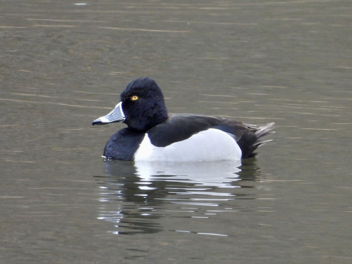 Ring-necked Duck - ML542329631