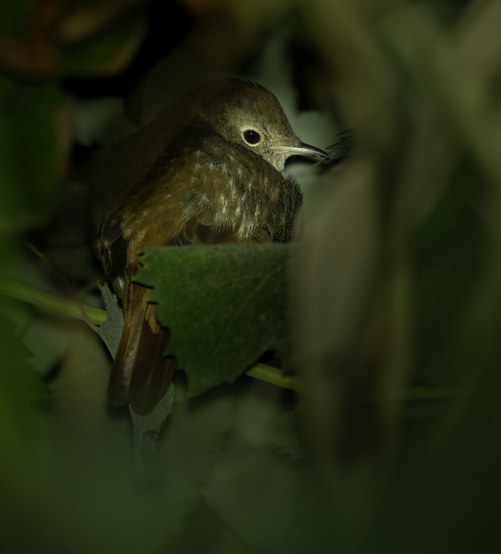 Common Nightingale - ML542331581