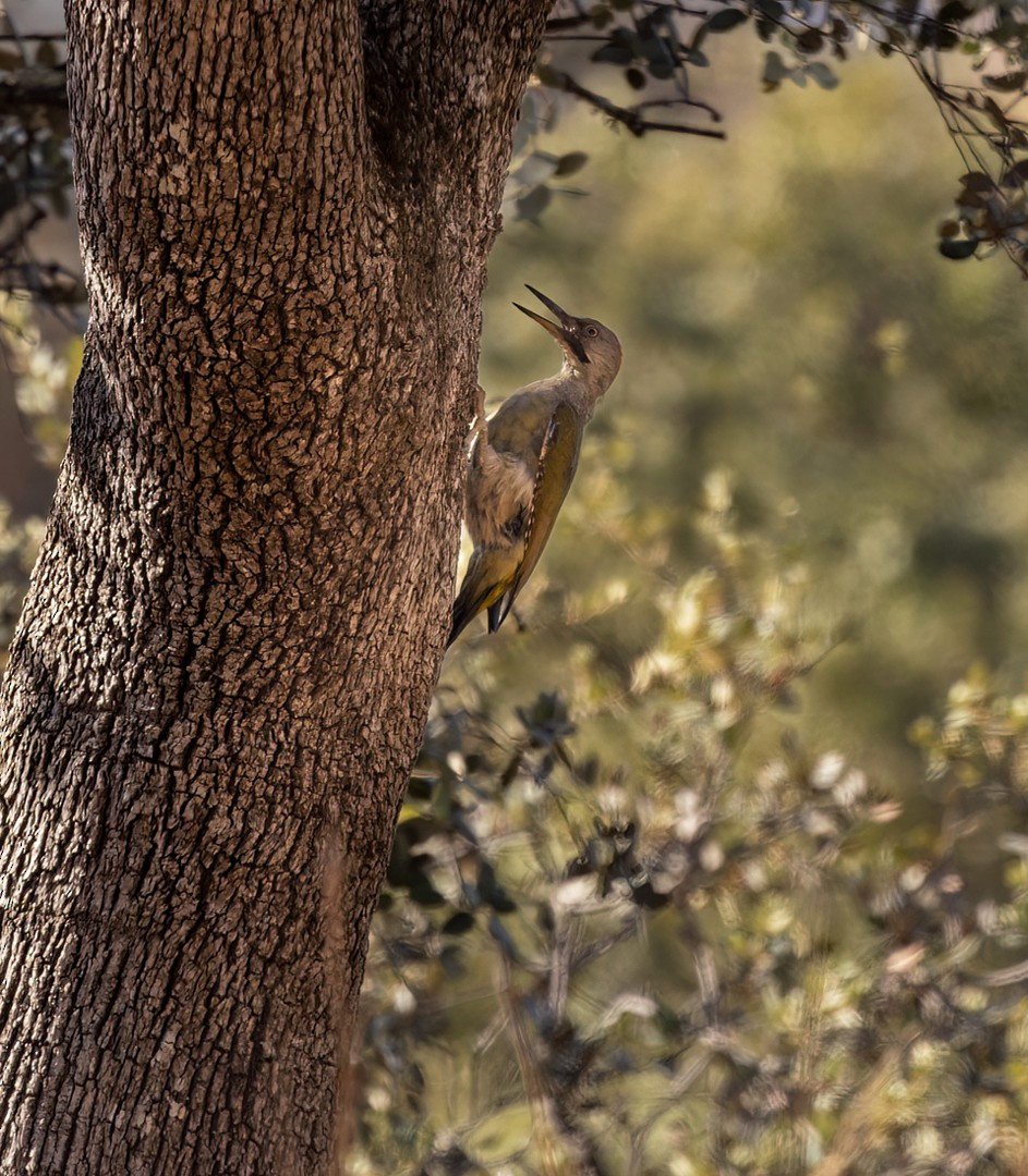 Iberian Green Woodpecker - ML542332781