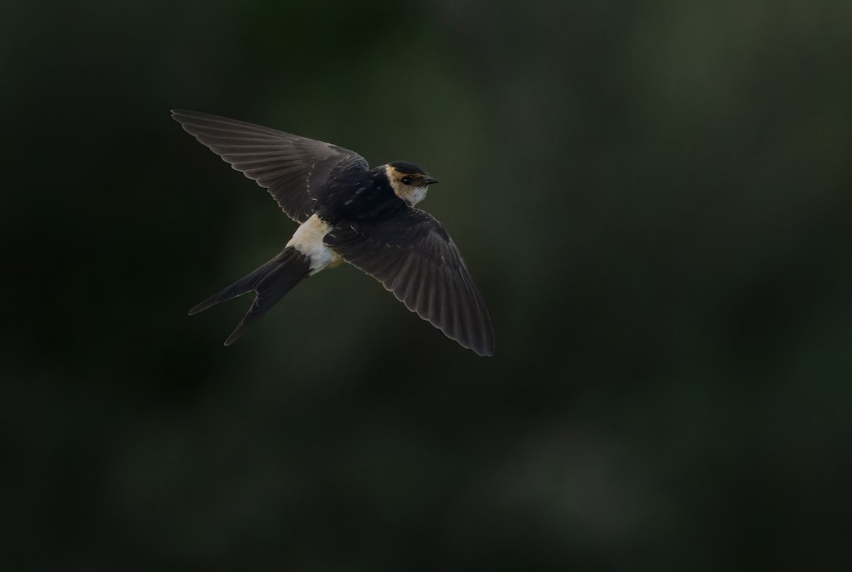 Red-rumped Swallow - ML542334281