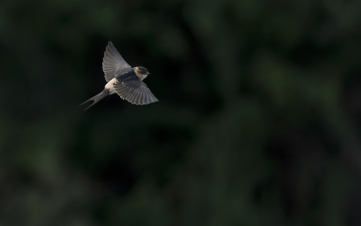 Red-rumped Swallow - Lars Petersson | My World of Bird Photography