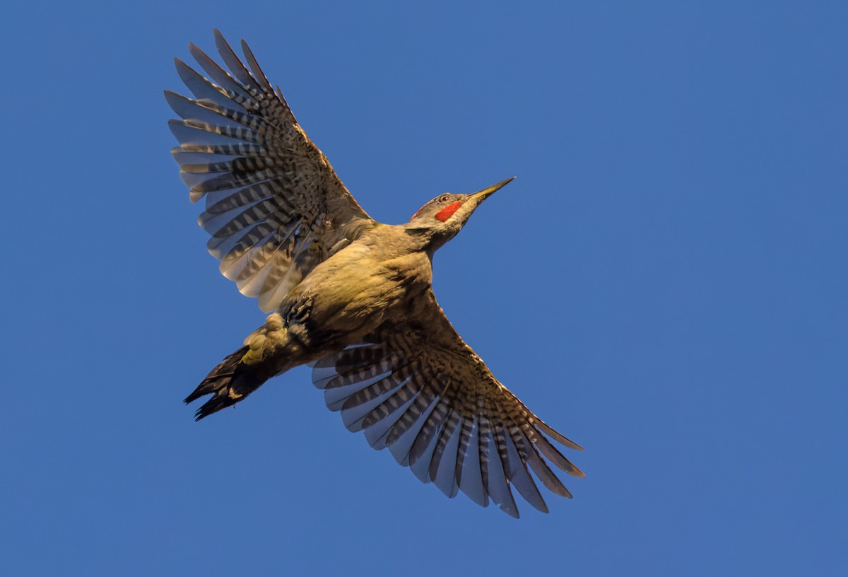 Iberian Green Woodpecker - ML542334421