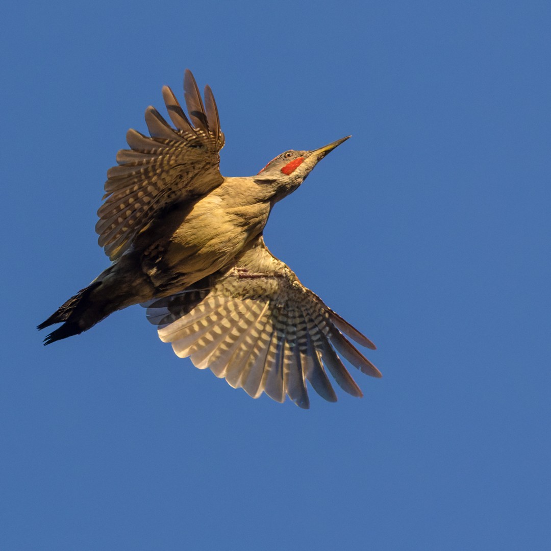 Iberian Green Woodpecker - ML542334431
