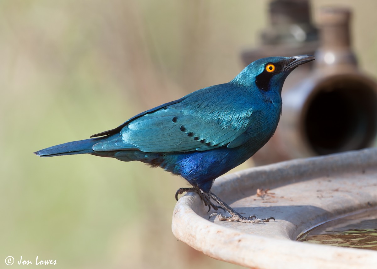 Greater Blue-eared Starling - ML542334881