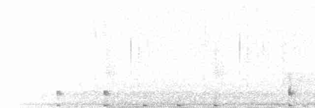  - Brown-cheeked Rail