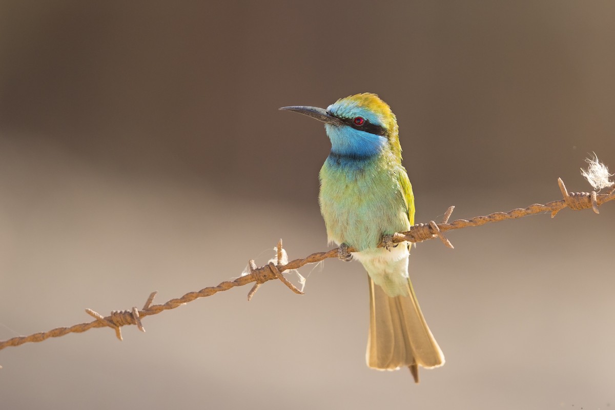 Arabian Green Bee-eater - Wojciech Janecki