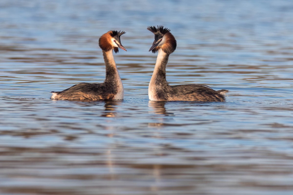 Great Crested Grebe - ML542339561