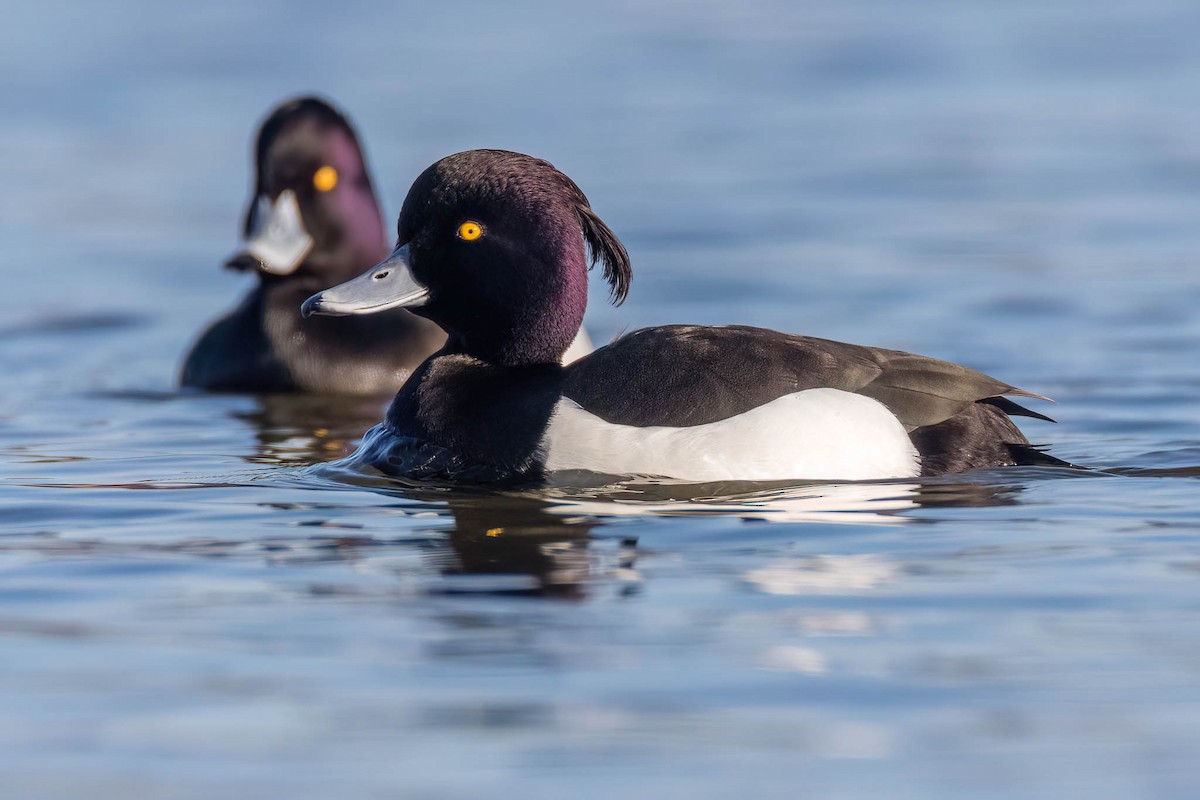 Tufted Duck - ML542340251