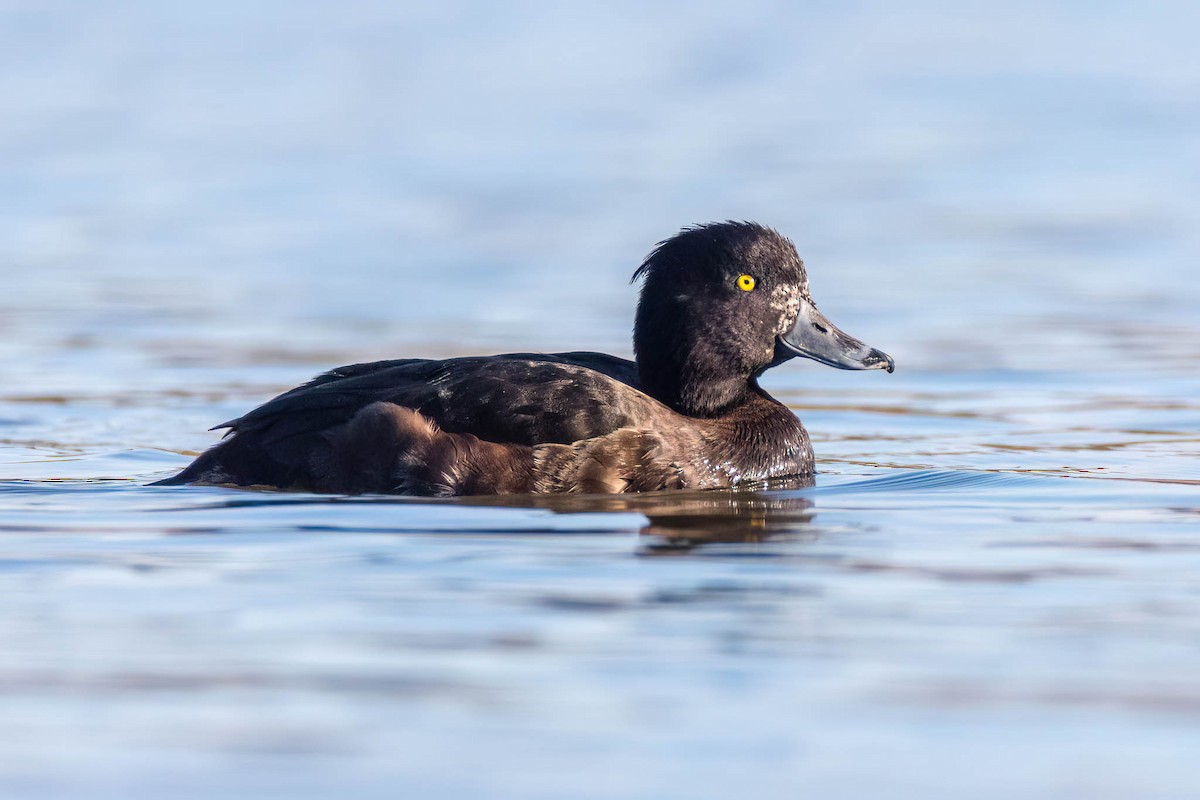 Tufted Duck - ML542340261