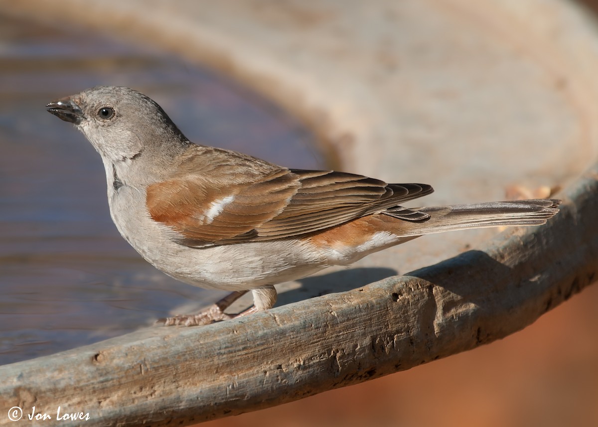 Southern Gray-headed Sparrow - ML542340841