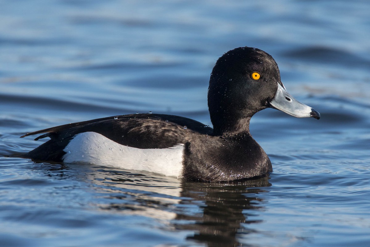 Tufted Duck - ML542340951