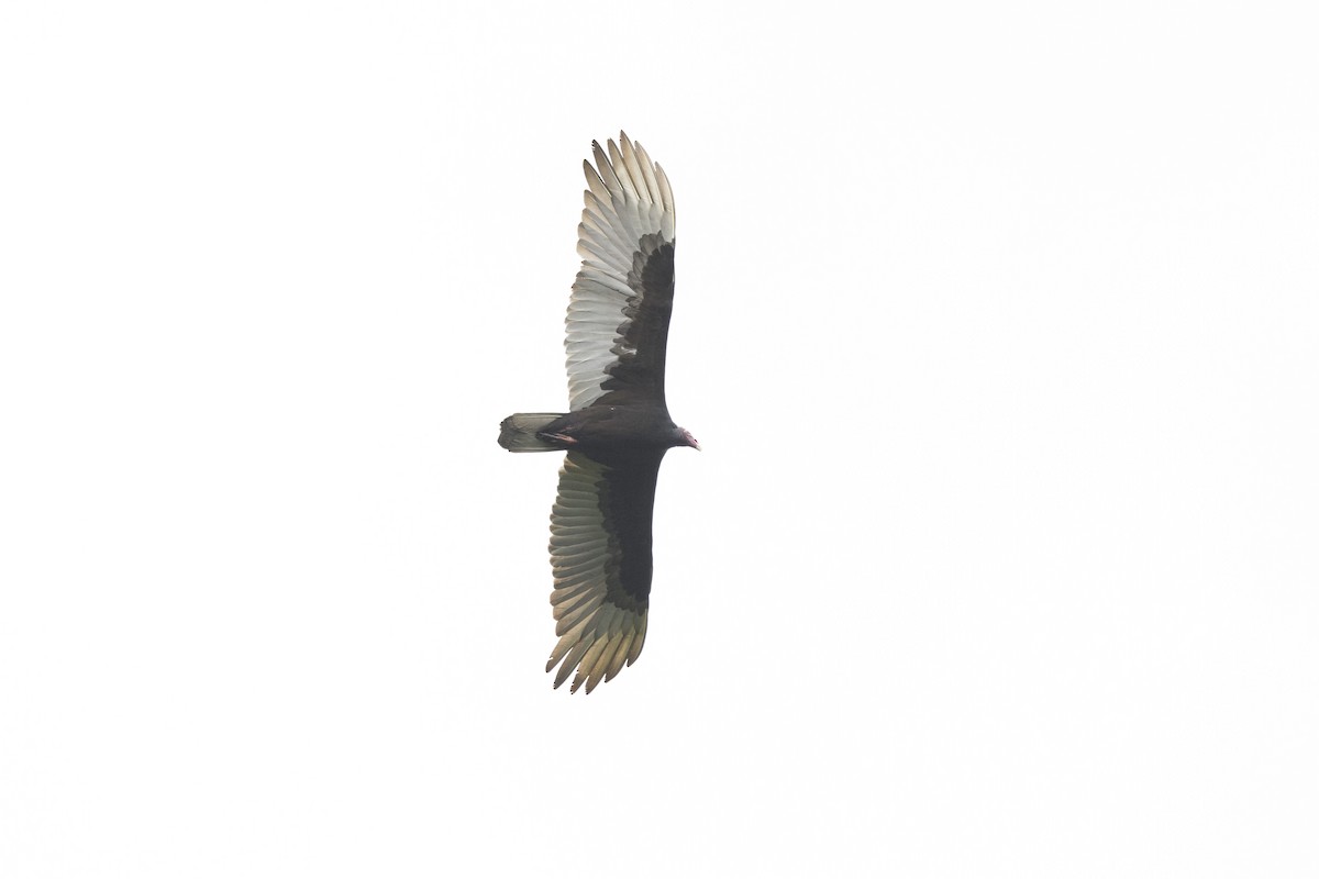 Turkey Vulture - ML542341081