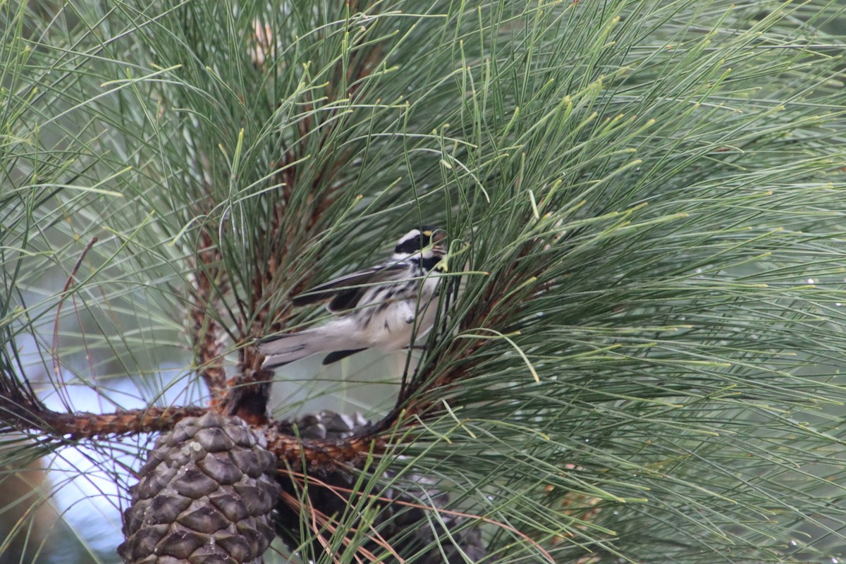 Black-throated Gray Warbler - ML542345091