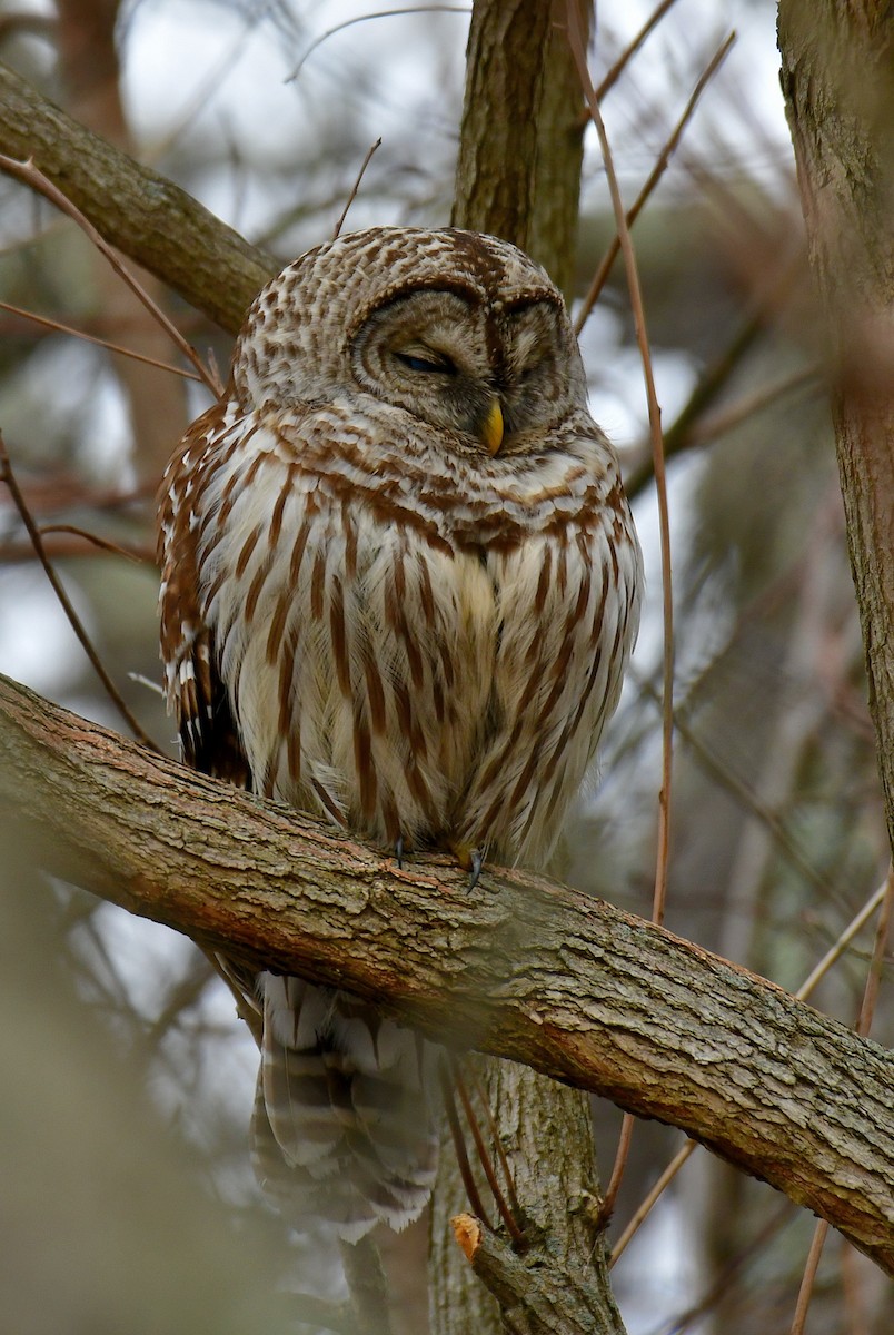 Barred Owl - ML542345821