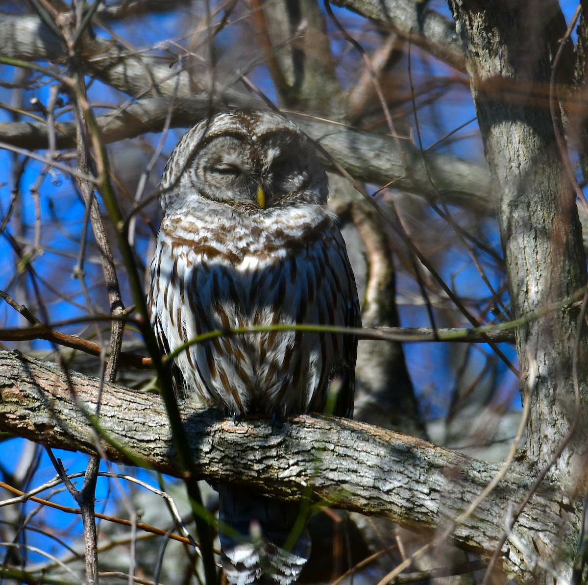 Barred Owl - ML542346151