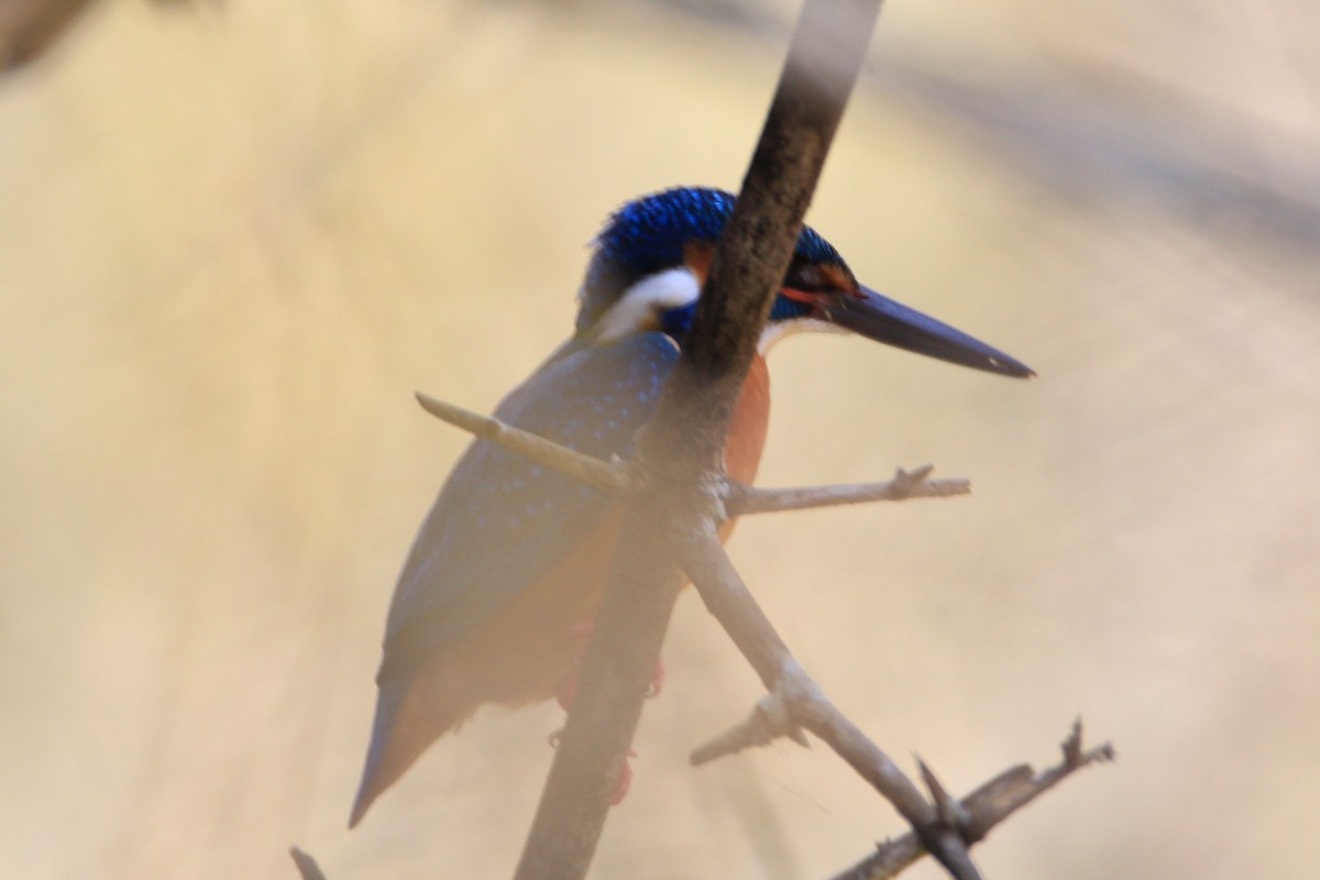 Common Kingfisher - Aravind Amirtharaj