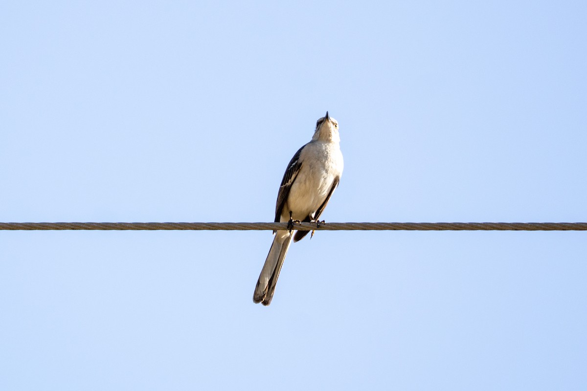 Northern Mockingbird - Jaskin Wildlife