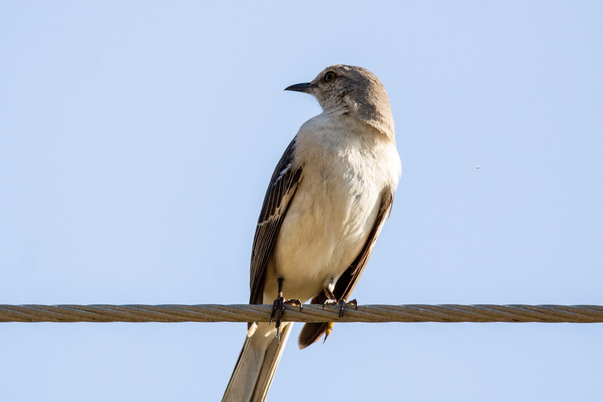 Northern Mockingbird - Jaskin Wildlife