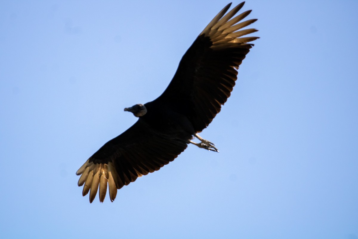Black Vulture - Jaskin Wildlife