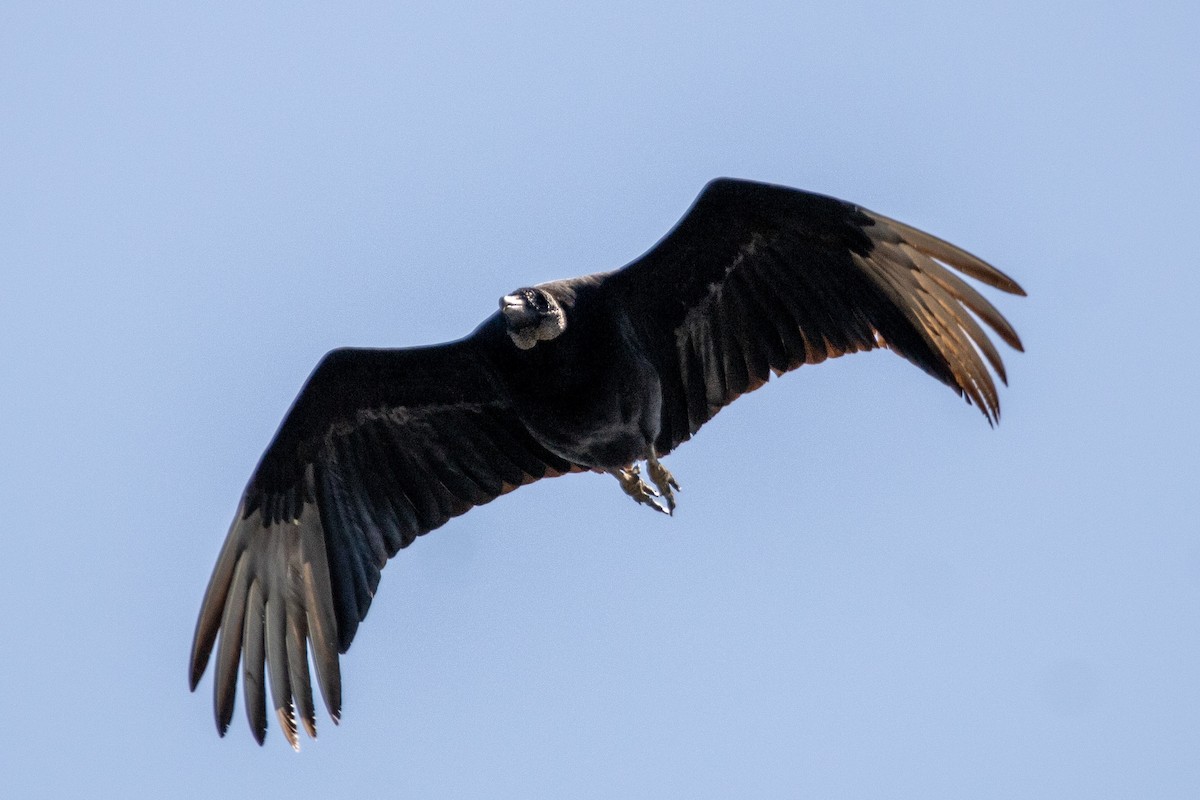 Black Vulture - Jaskin Wildlife