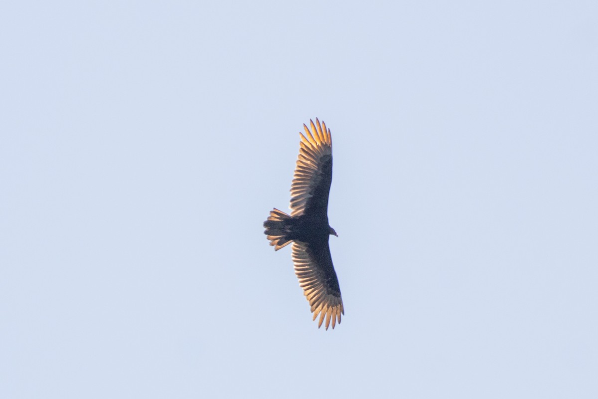 Turkey Vulture - Jaskin Wildlife