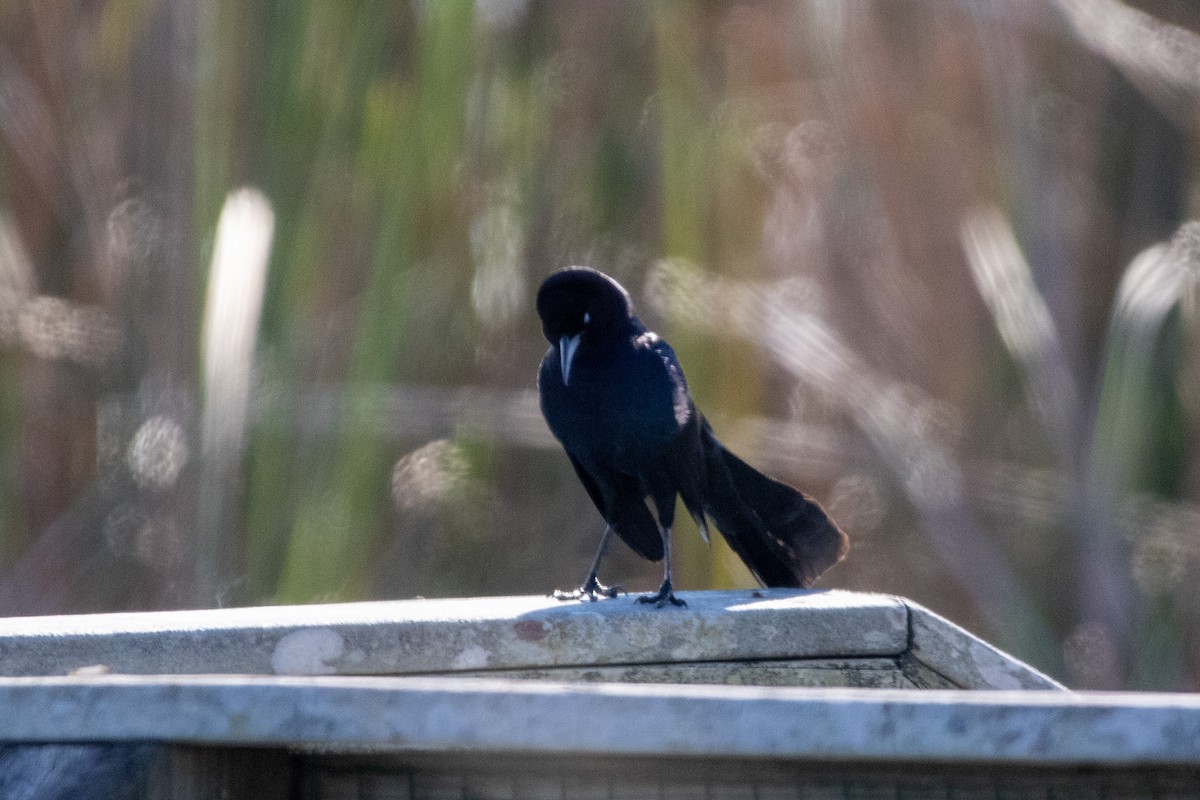 Boat-tailed Grackle - ML542361731